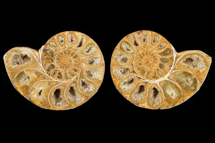 Cut & Polished Agatized Ammonite Fossil- Jurassic #131621